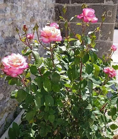 De Charme Doue-en-Anjou